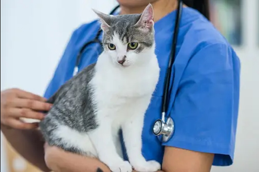 Mengenal 5 Penyakit Kucing Kampung Yang Bisa Menular Kepada Manusia, No 3 Paling Berbahaya!