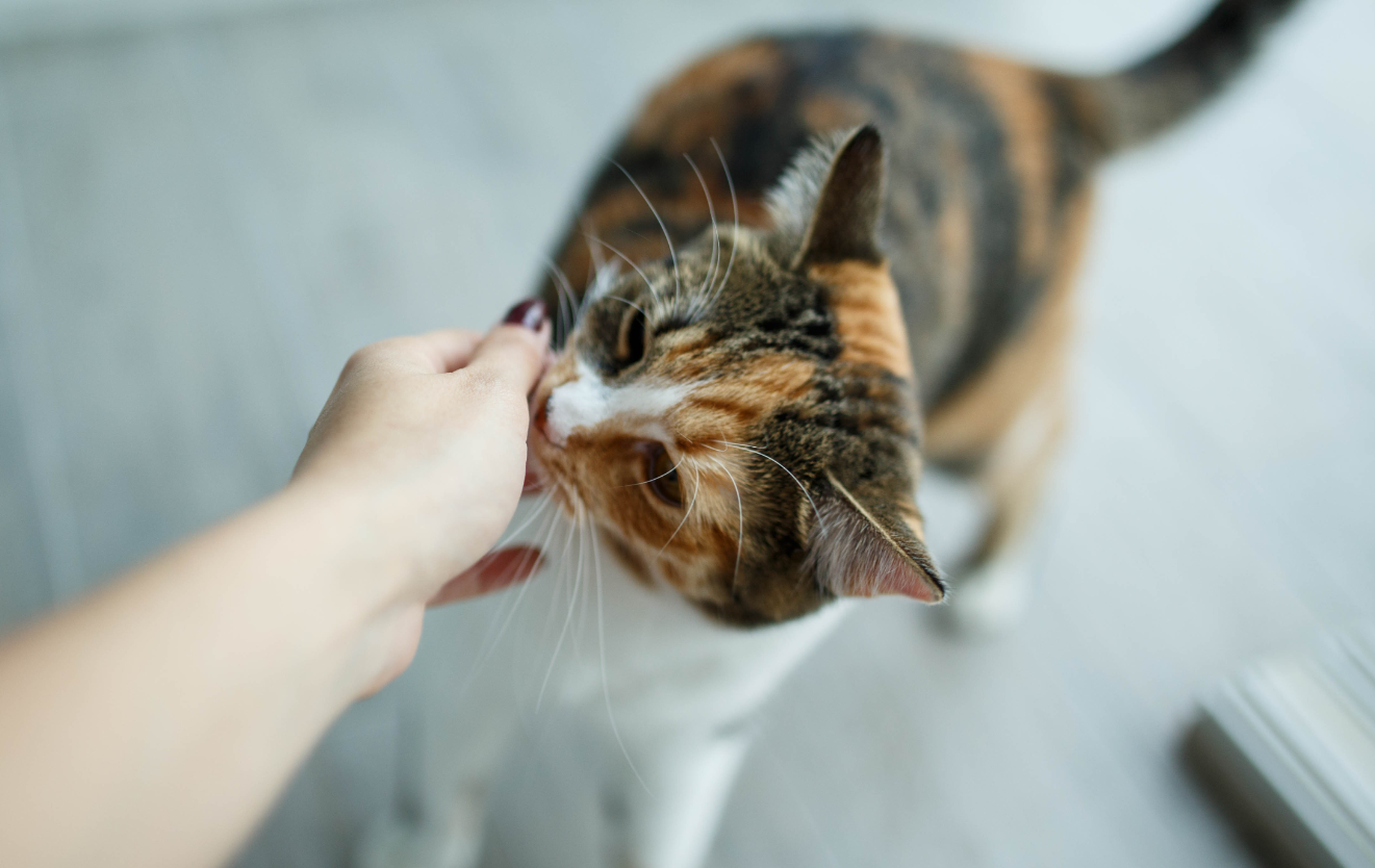 Inilah 5 Cara Menghilangkan Bau Kucing Dalam Rumah, Memelihara Anabul Tanpa Khawatir Bau 