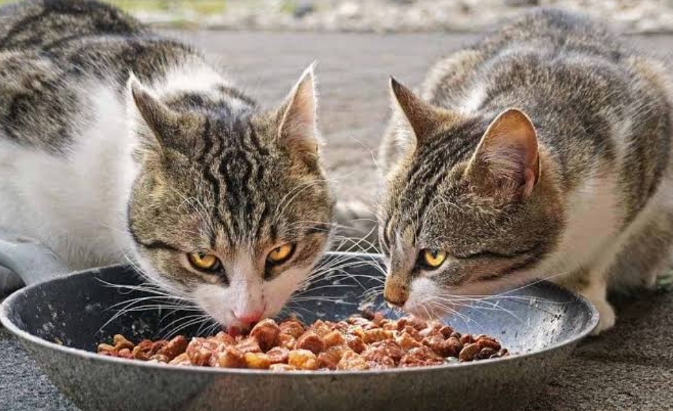 Makanan untuk Kucing Kampung yang Sehat, Mudah Ditemukan di Rumah