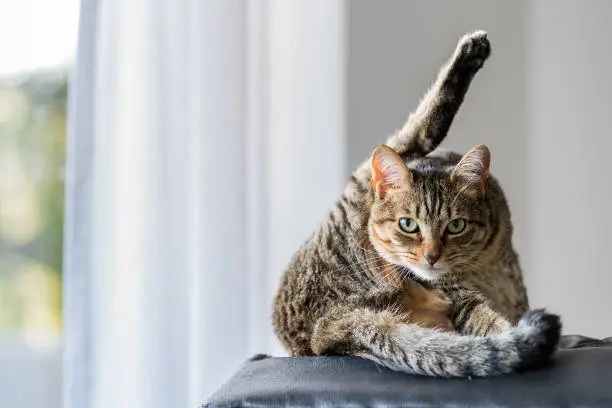 Kucing Bisa Berkomunikasi? Yuk Pahami Gestur Ekor dan Tatapan Kucing Agar Lebih Dekat