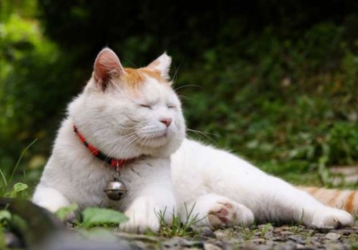 10 Ide Nama Kucing dari Bahasa Jepang, Mulai dari yang Lucu Hingga Berfilosofi!