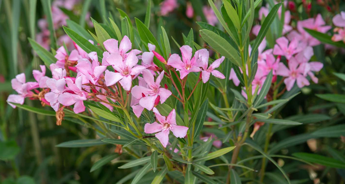 Waspada! 5 Tanaman Hias yang Sebaiknya Tidak Ditanam di Dalam Rumah