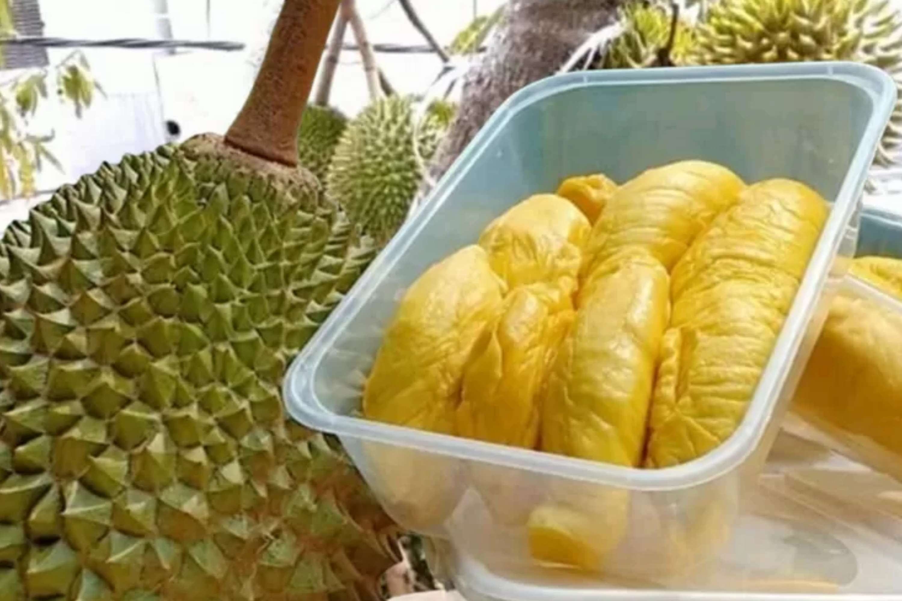 Agrowisata Durian di Majalengka, Ada Durian Lato-lato