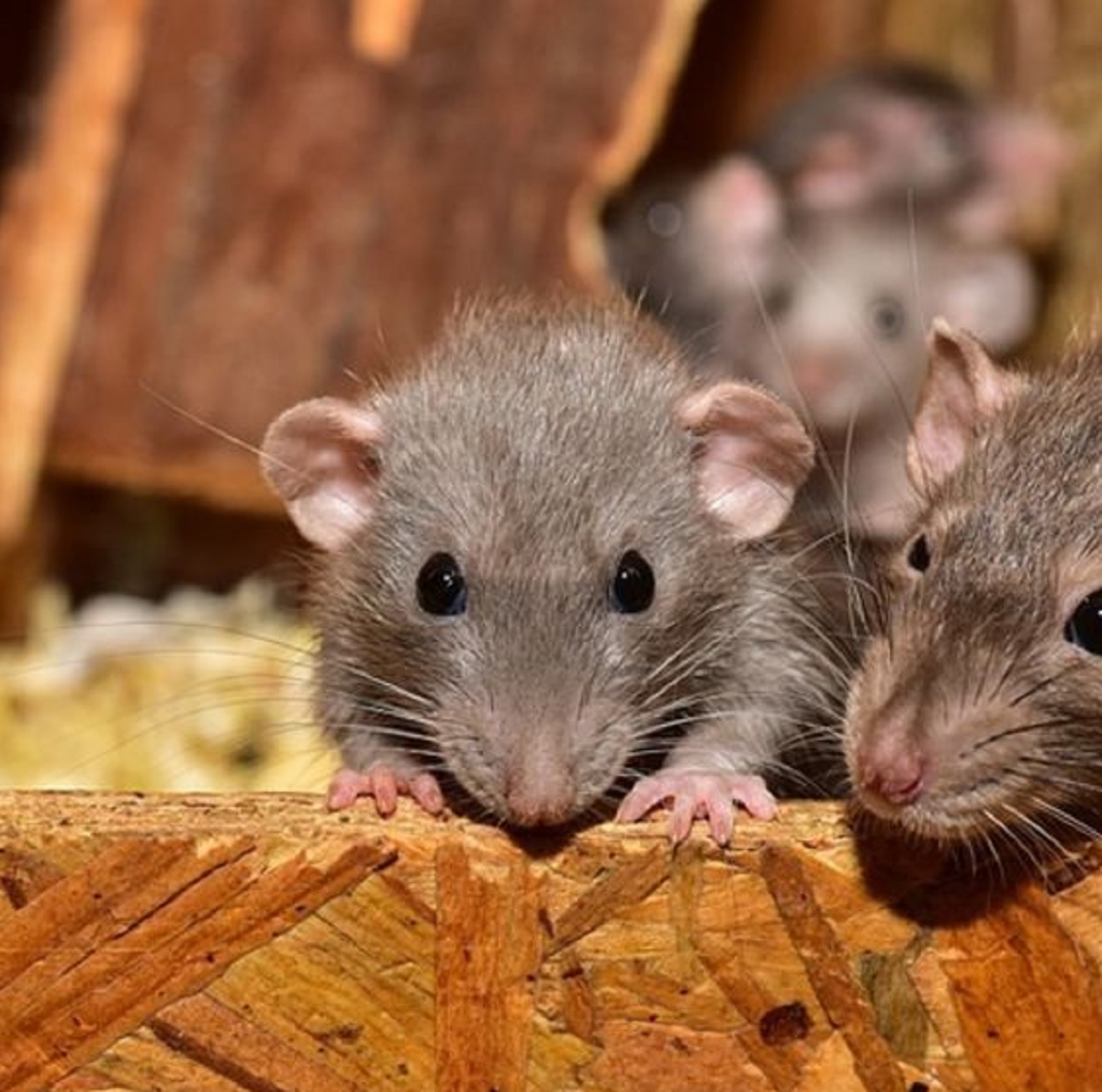 Sering Didatangi Tikus, Berikut 3 Tempat yang Sering Menjadi Sarang Tikus di Rumah 