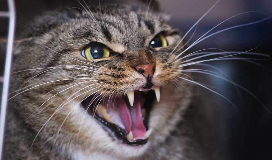 Jarang Ditunjukan! Ini 4 Tanda Kucing Sedang Marah pada Kita, yang Sering Disembunyikan