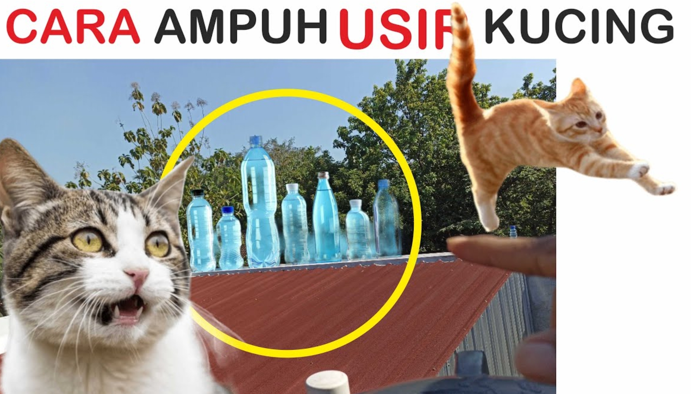 Kucing Suka Berak Sembarangan? Ini 5 Cara Ampuh untuk Mengusirnya, Jangan Dianggap Remeh