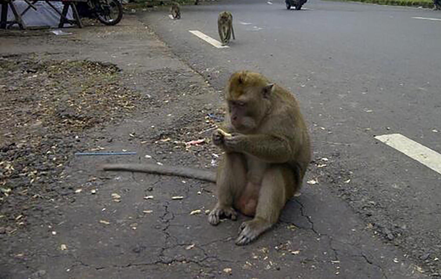 Habitat Monyet Plangon Mulai Terancam