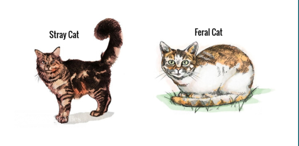 Sering Ditemukan Di jalanan, Ternyata Ini Perbedaan Kucing Liar dan Kucing Domestik, Oh ternyata..