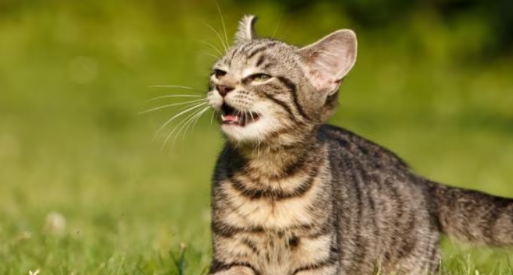 Berikut Ini 5 Jenis Bau yang Dibenci Kucing Liar, Cocok Dipakai Untuk Mengusir Kucing dari Rumah!