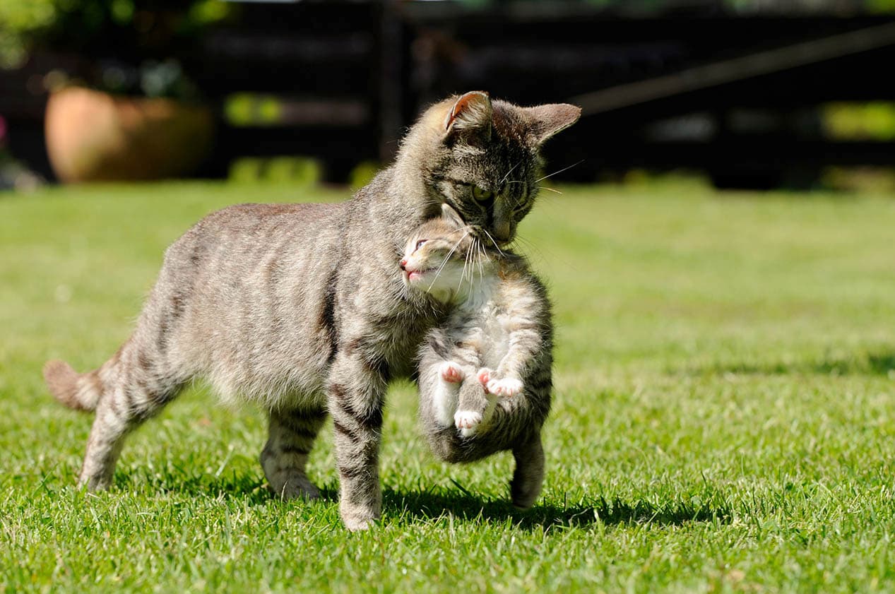 Terungkap! Mitos Induk Kucing yang memindahkan Anaknya Sebanyak Tujuh Kali, Ini Penjelasan dan Alasannya