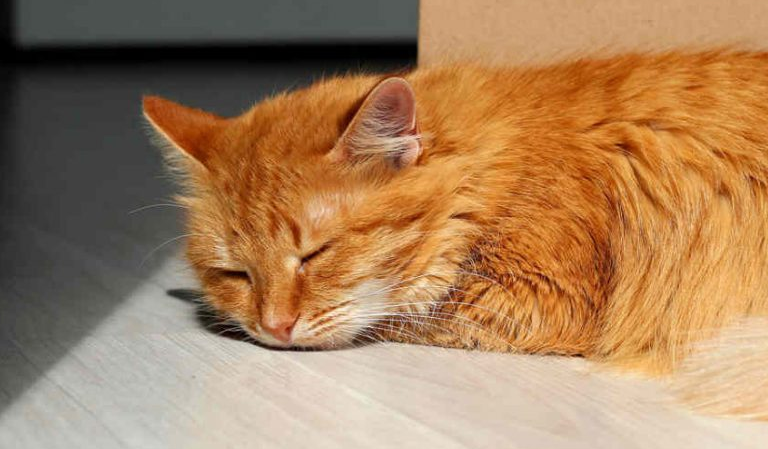 Ternyata Ini 4 Alasan Kenapa Kucing Suka Tidur di Lantai, Daripada di Kasur Kita