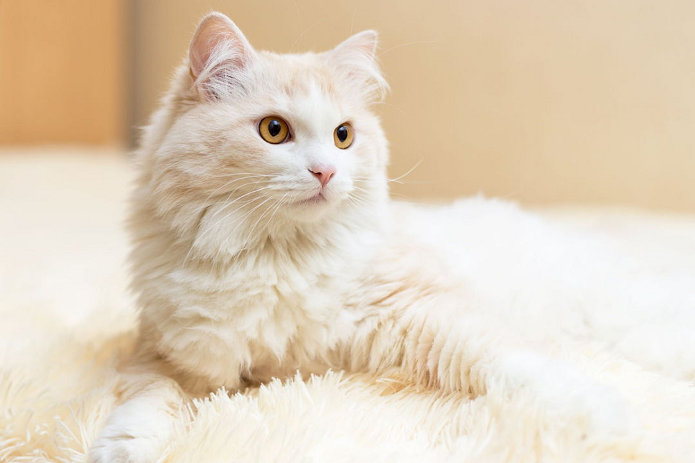 5 Keistimewaan Memelihara Kucing Dalam Ajaran Islam, Mendapatkan Pahala hingga Disayangi Penghuni Langit