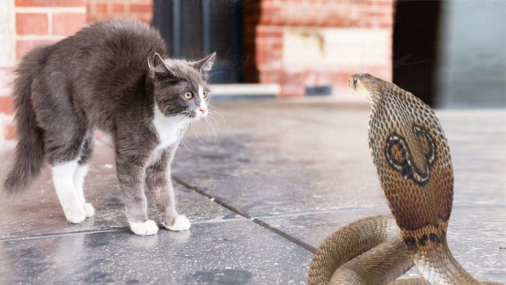 6 Kemampuan Kucing yang Bikin Ular Takut dan Menghindar, Cocok Jadi Peliharaan di Rumah Agar Tak Ada Ular