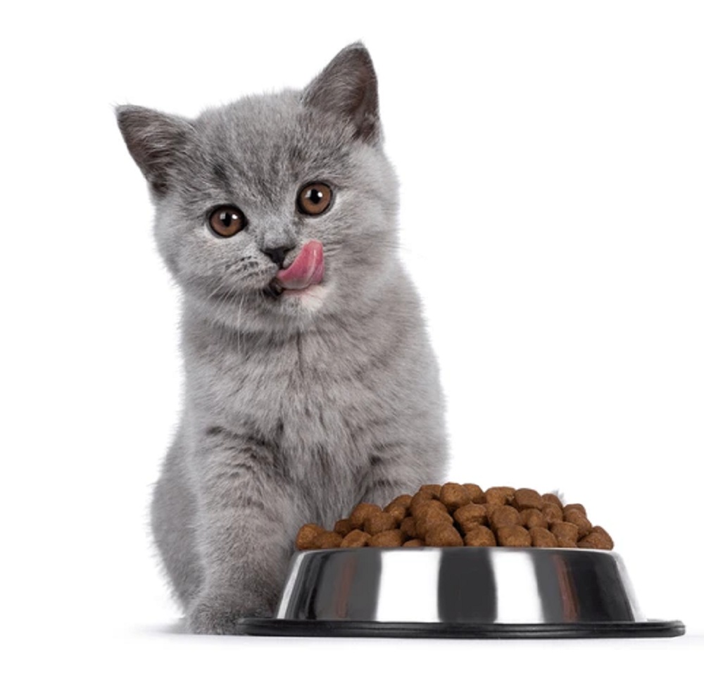 6 Merk Makanan Kucing Yang Bagus Untuk Atasi Bulu Rontok, Buat Bulu Kucing Sehat dan Tidak Mudah Rontok