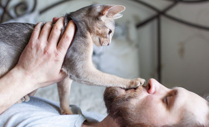 Ini 3 Cara Mengajari Kucing Agar Tidak Melawan Pemiliknya, yang Wajib Dilakukan Sedini Mungkin!