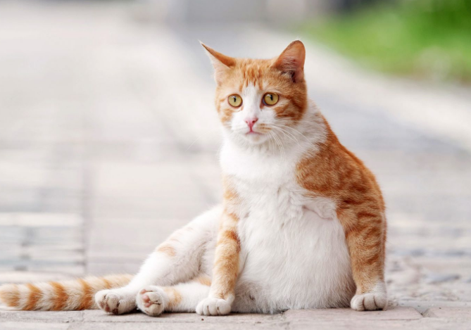 Gak Perlu Dikebiri! inilah 5 Cara Mencegah Kucing Betina Hamil Tanpa Steril