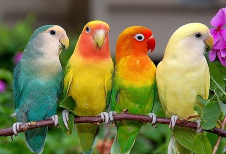 4 Keunikan Burung Lovebird: Si Mungil Penuh Pesona yang Membawa Keberuntungan