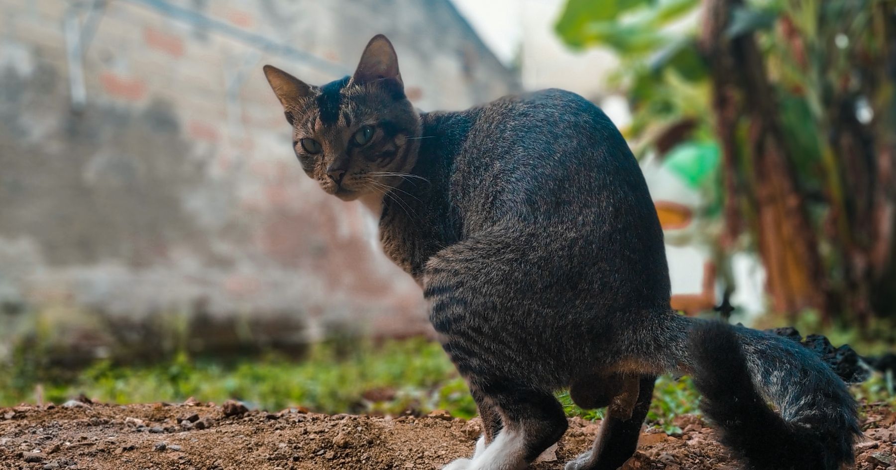 Ternyata Ini Arti Pertanda Kucing Buang Kotoran Sembarangan Depan Rumah, Benarkah Pertanda Buruk?