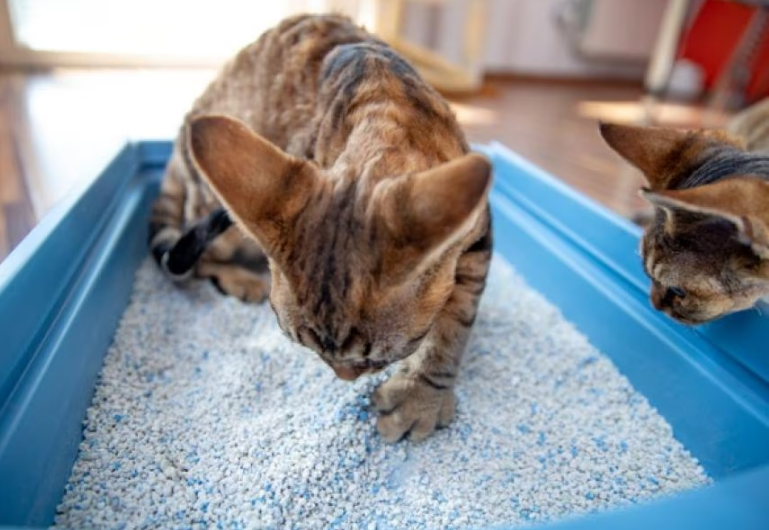 Ternyata Warna Kotoran Kucing Bisa Tunjukan Kondisi Kesehatan Anabul, Berikut 6 Warnanya yang Perlu Diketahui