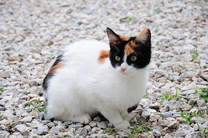 7 Jenis Kucing Pembawa Hoki dan Mendatangkan Rezeki Bagi Pemiliknya, Yuk Kenali Ciri-Cirinya