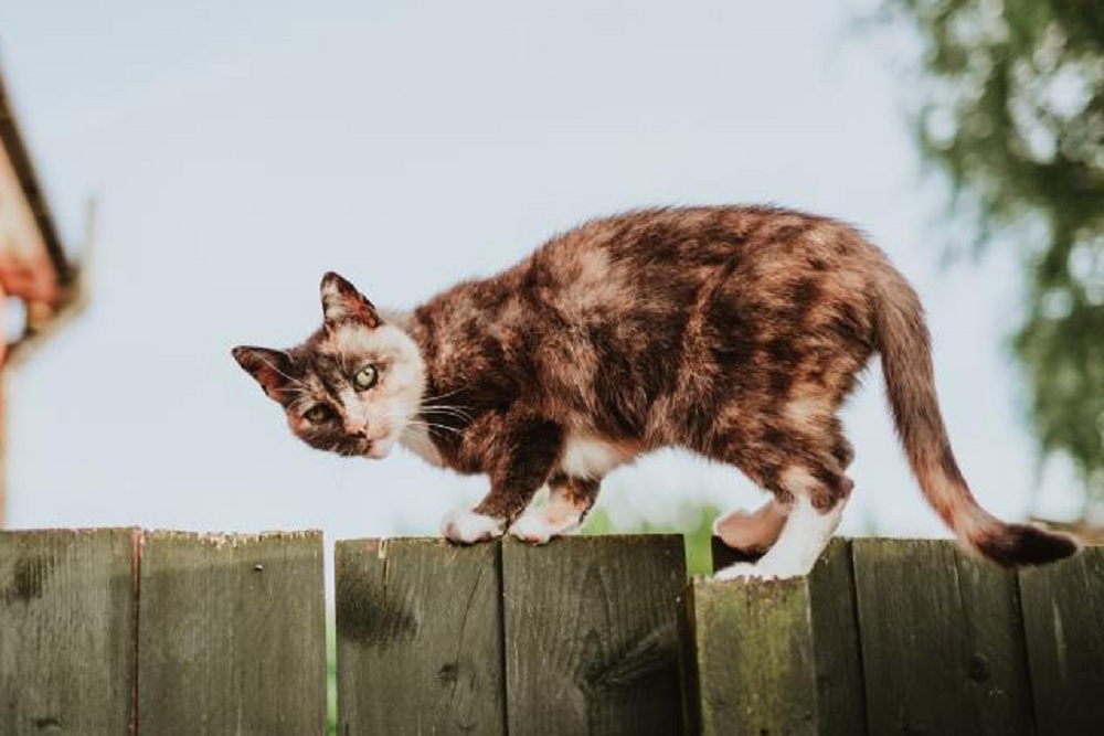 Inilah 5 Penyebab Kucing Kabur Dari Rumah, Ternyata Karena Hal Sepele Ini!