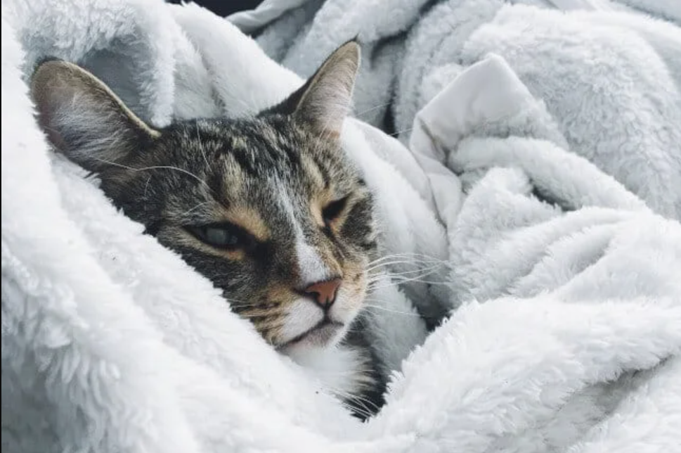 Berikut 7 Cara Mengobati Kucing Flu Tanpa ke Dokter Hewan, Bisa Dilakukan Sendiri di Rumah