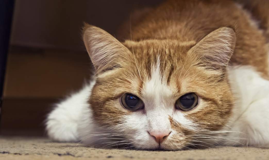 Bikin Terharu! Ini 4 Bahasa Tubuh Kucing yang Sedang Merasa Bersalah pada Pemiliknya