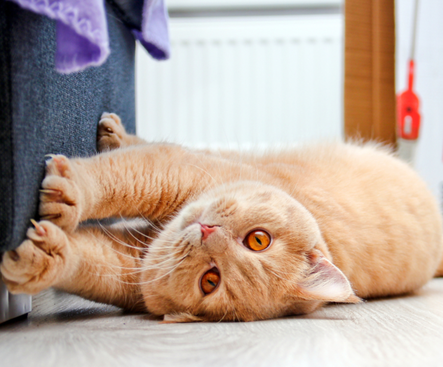 6 Cara Merawat Kucing agar Sehat dan Gemuk, Bikin Anabul Makin Menggemaskan