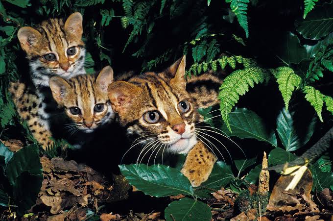 Jenis Kucing hutan Jawa, Memiliki Karakteristik Menarik dan Terancam Punah