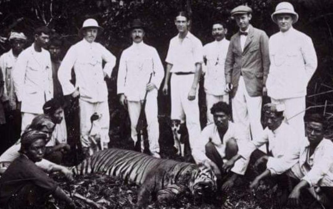 Dinobatkan Sebagai Legenda di Pulau Jawa! Mengenal Lebih Dekat Sejarah dan Mitos Harimau Jawa