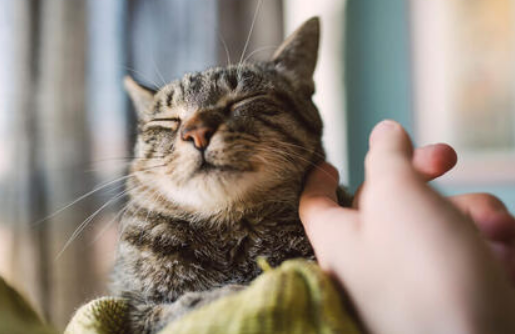 Ini 5 Cara Merawat Kucing Kampung Untuk Pemula, yang Disarankan Dokter Hewan