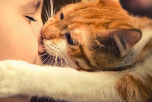Gemoy dan Lucu! Berikut 6 Cara Kucing Menunjukan Rasa Kasih Sayang, yang Masih Jarang Diketahui!