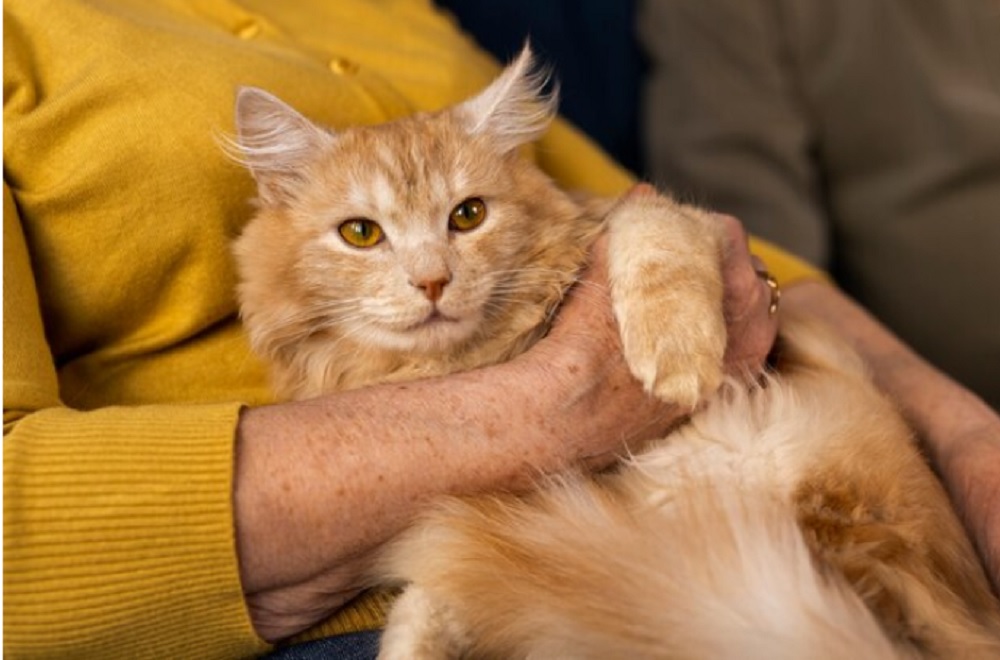 Ketahui 6 Cara Kucing Mengucapkan Terima Kasih Kepada Anda, Ternyata Ini Yang Di Lakukan Anabul!