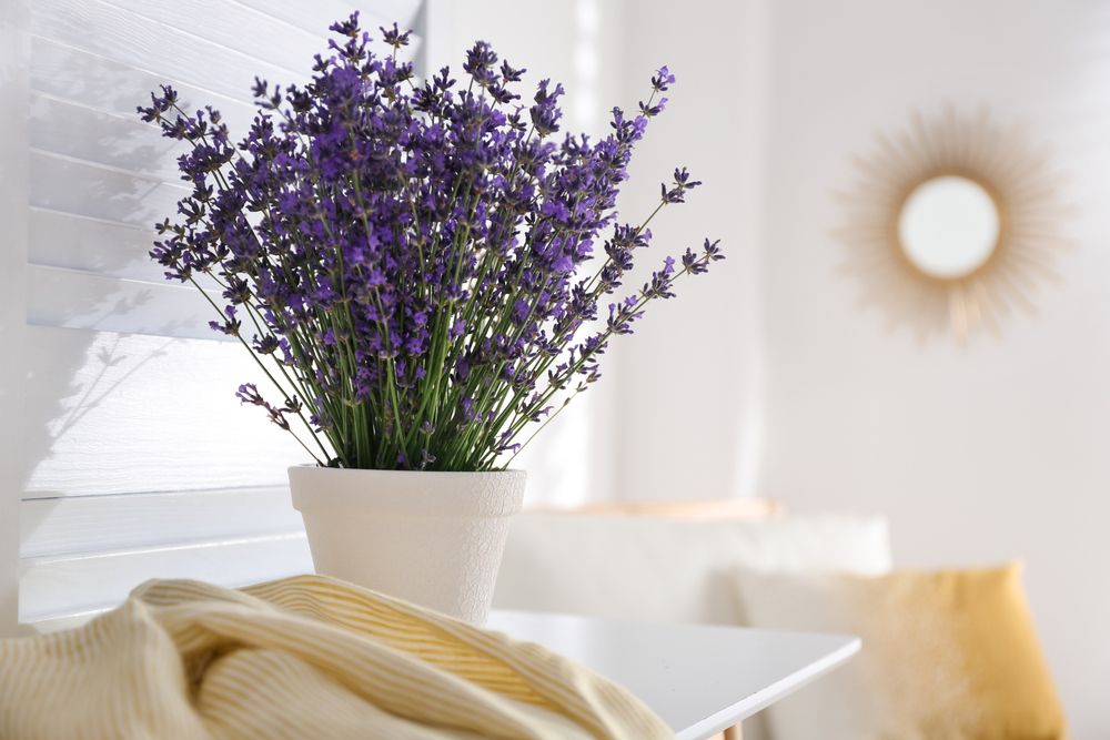 5 Manfaat Tanaman Lavender di Kamar Tidur, Bisa Mengatasi Masalah Tidur hingga Mengusir Nyamuk!