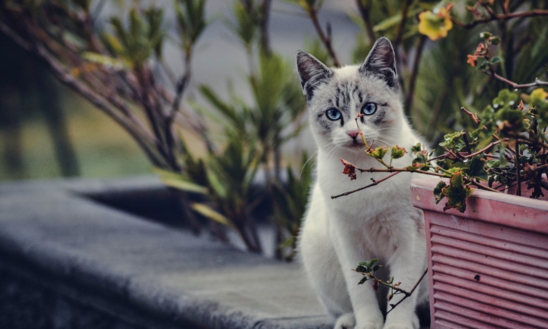 Anda Memelihara Kucing? Berikut 5 Jenis Tanaman yang Menarik dan disukai oleh Kucing 