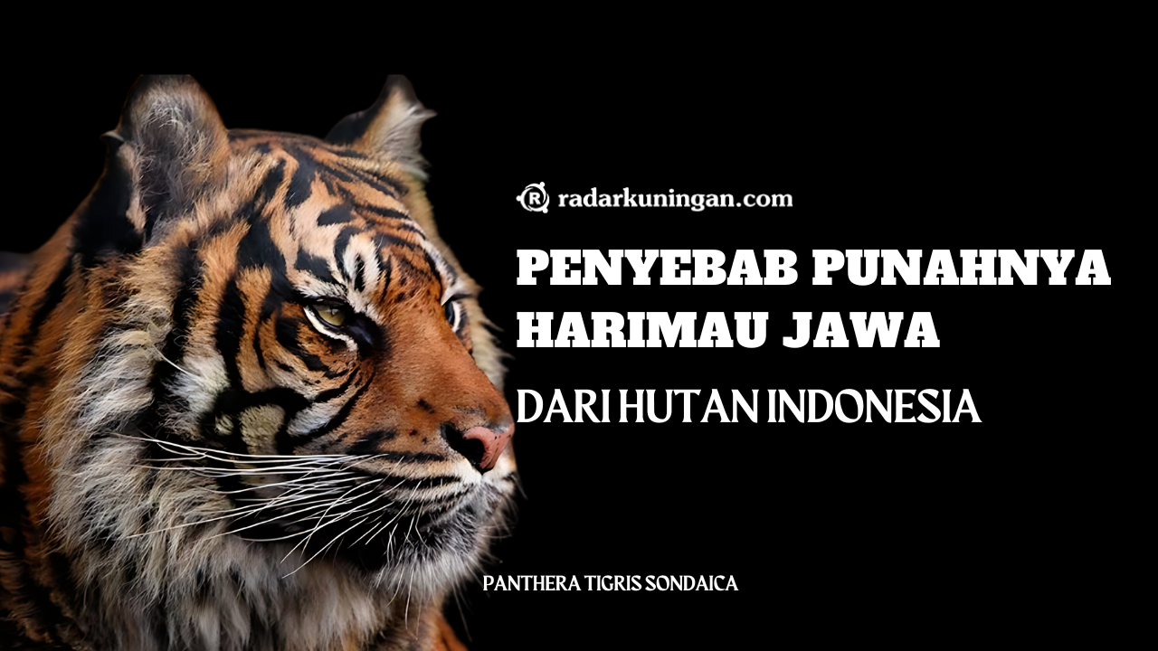 Punah Puluhan Tahun, Inilah yang Jadi Penyebab Harimau Jawa Punah