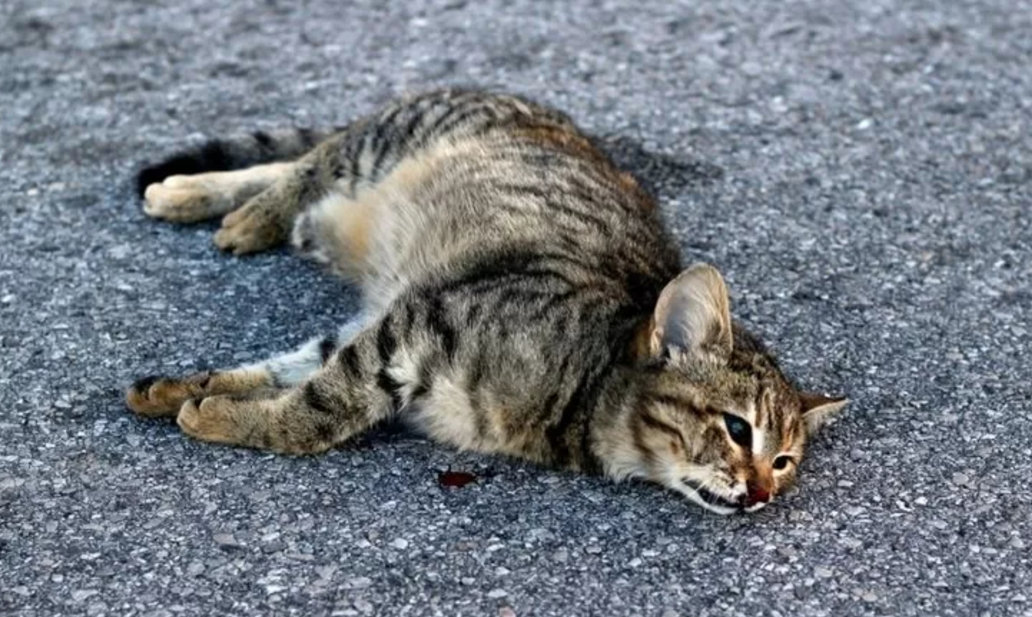 Mitos Kucing Liar yang Mati di Depan Rumah, Pertanda Masalah Keluarga hingga Kematian