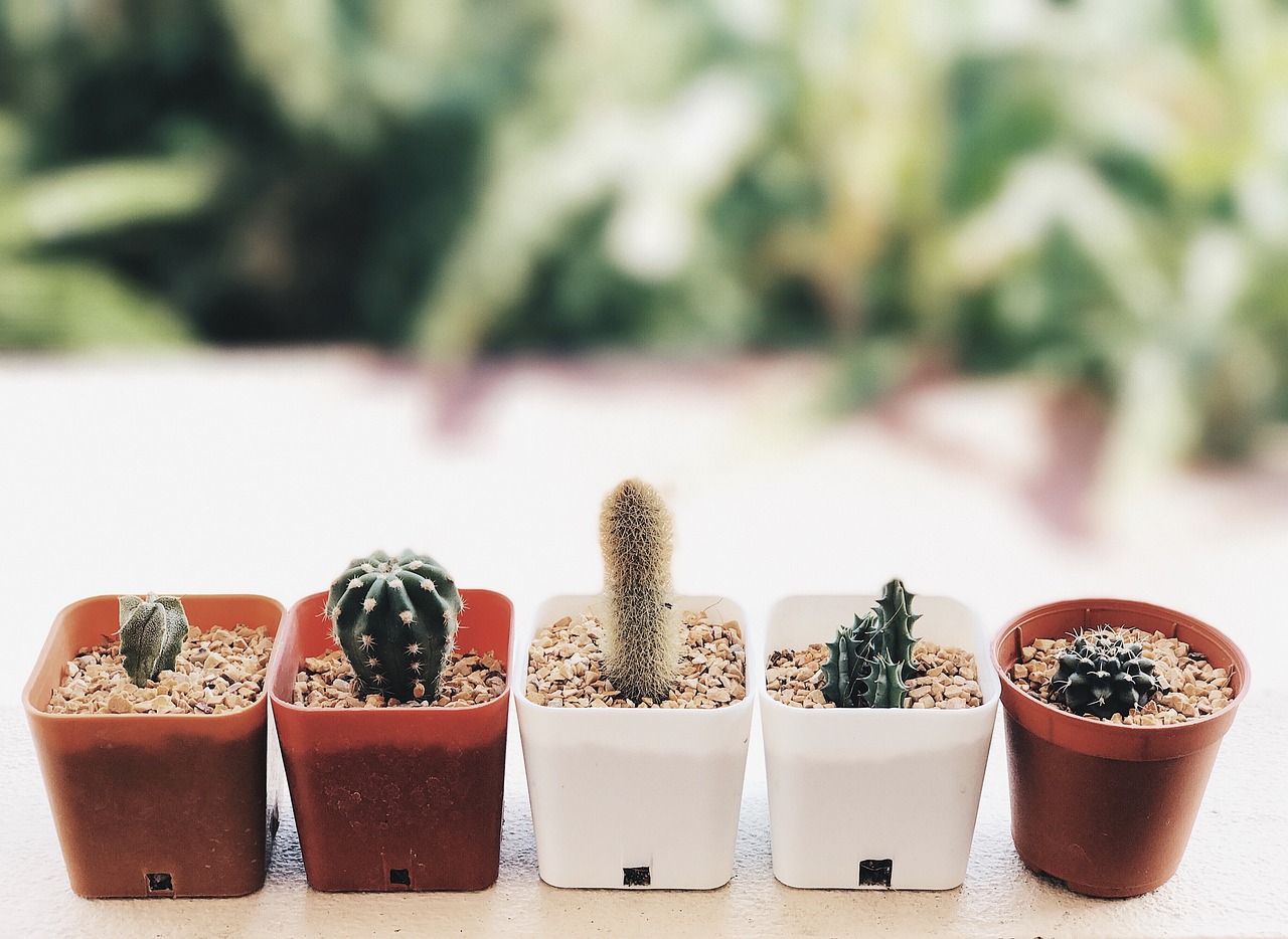 Jarang yang Tahu! Inilah 5 Keistimewaan Tanaman Kaktus, Ternyata Bisa Dijadikan Obat Gatal-gatal