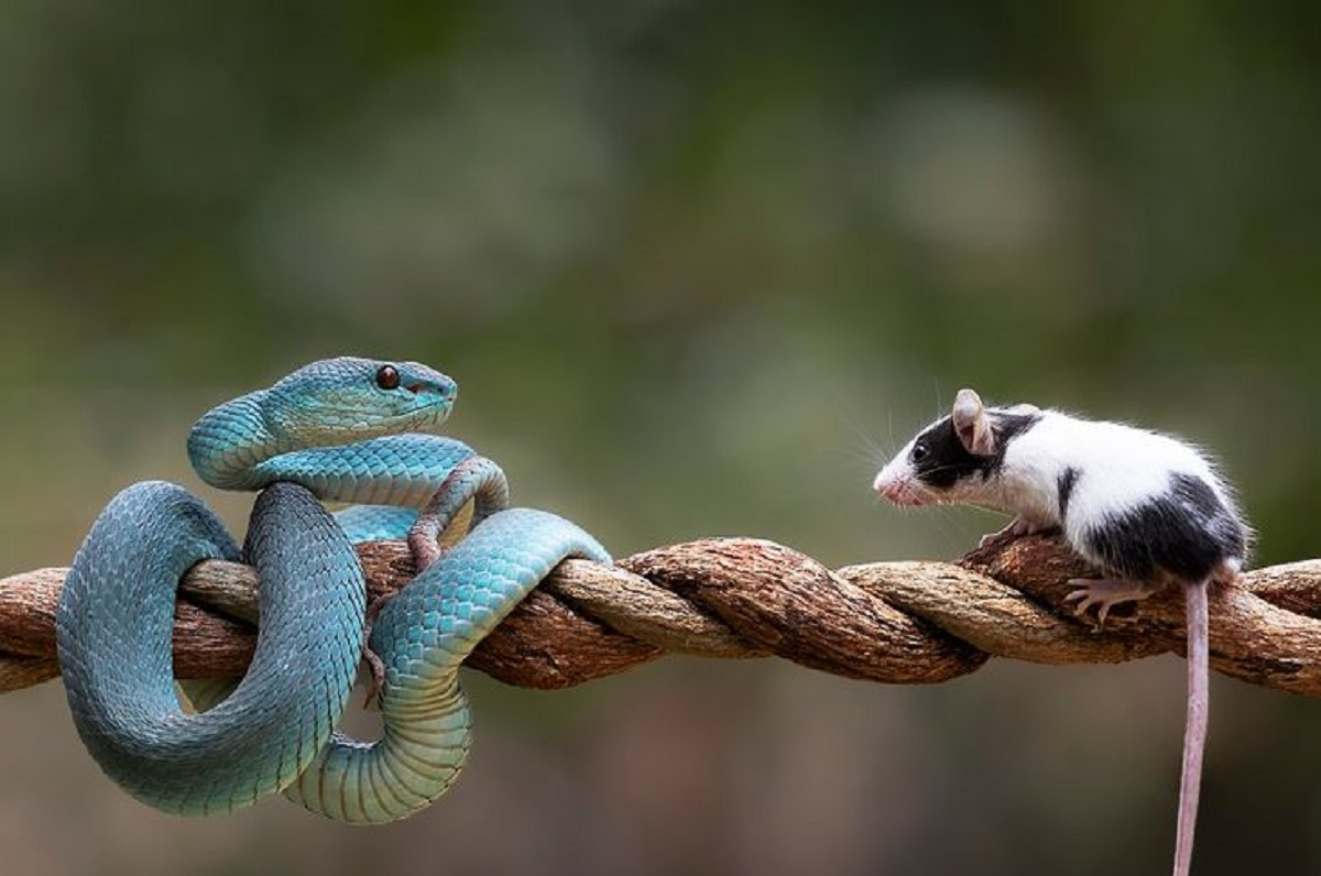 Inilah Bahan serta Cara Membasmi Tikus dan Ular yang Masuk Rumah Tanpa Harus Dibunuh