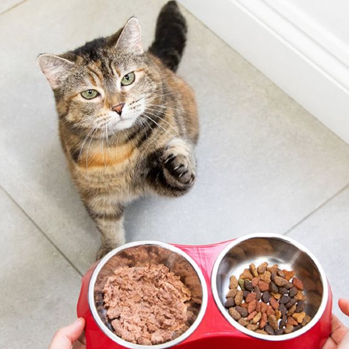 Ini Nih 3 Takaran Makanan Kucing Yang Benar Sesuai Usia, Pemilik Kucing Jangan Sampai Salah Takaran Ya!