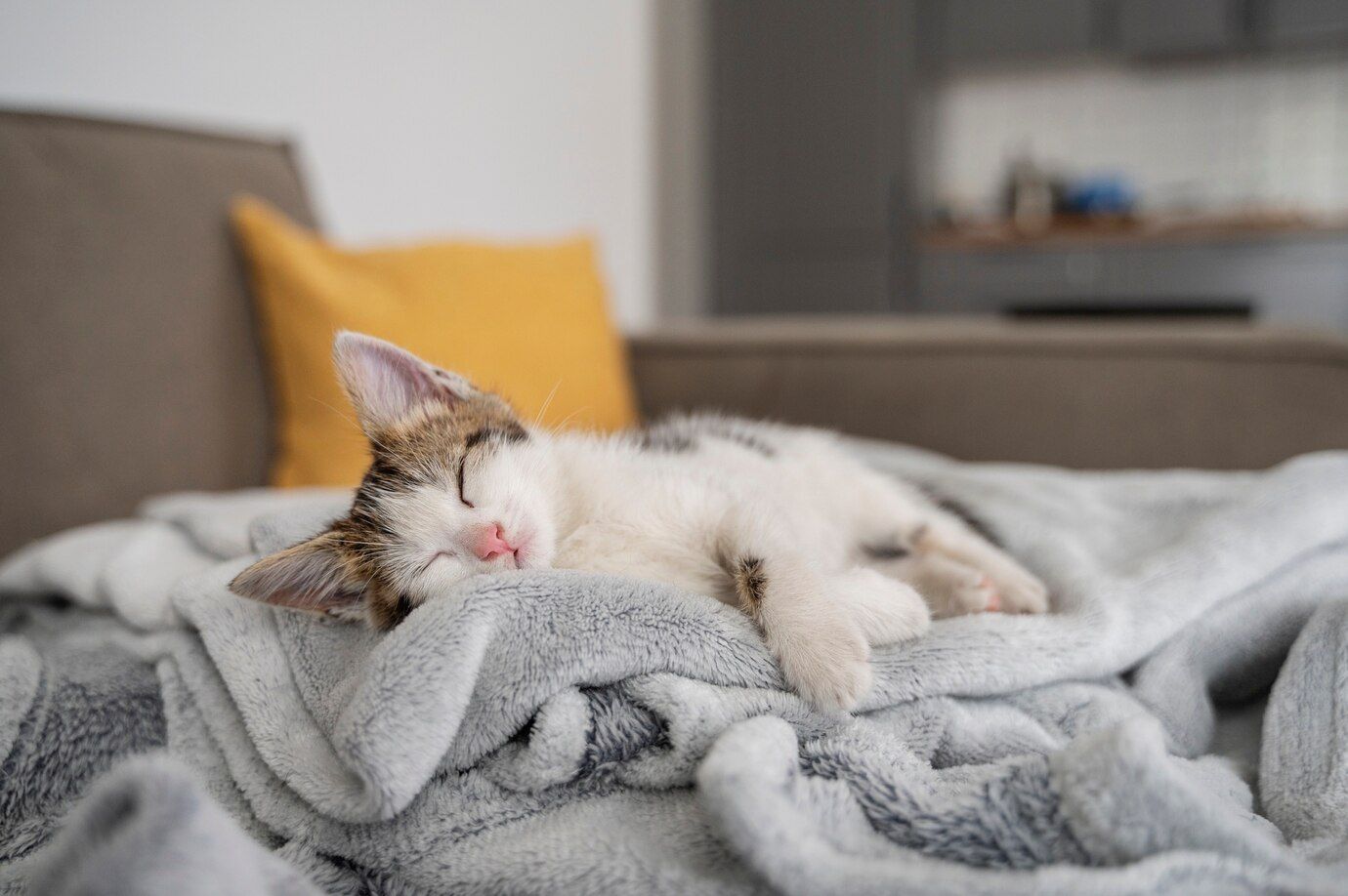 FUN FACT, 6 Arti Dibalik Posisi Tidur Kucing, Ternyata Tak Sekedar Tidur! Cat Lovers Sudah Tahu?