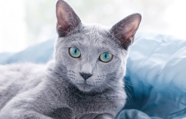 5 Fakta Menarik tentang Kucing Busok; Si Cantik Asli Indonesia yang Langka