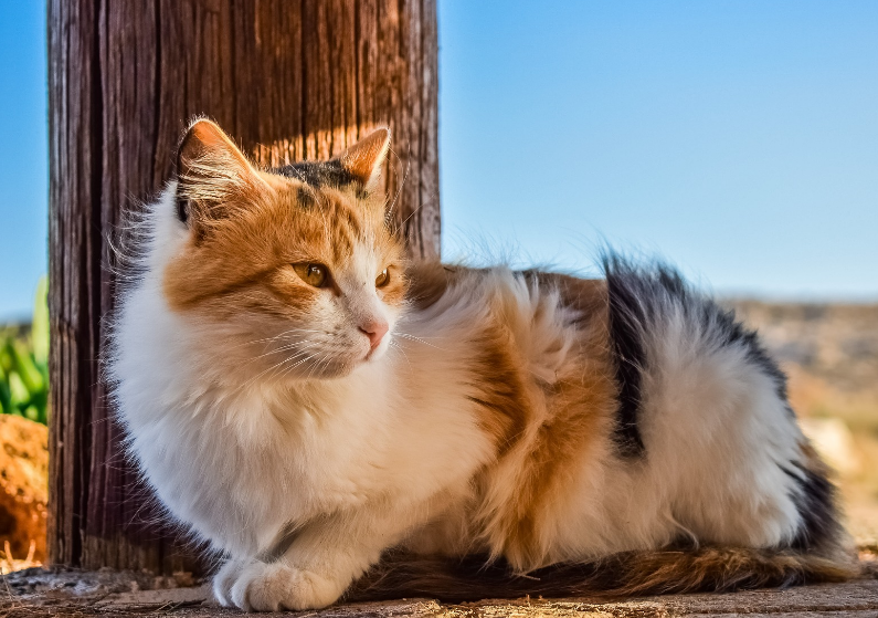 5 Nama Kucing dengan Arti Keberuntungan, yang Bisa Membawa Rezeki!