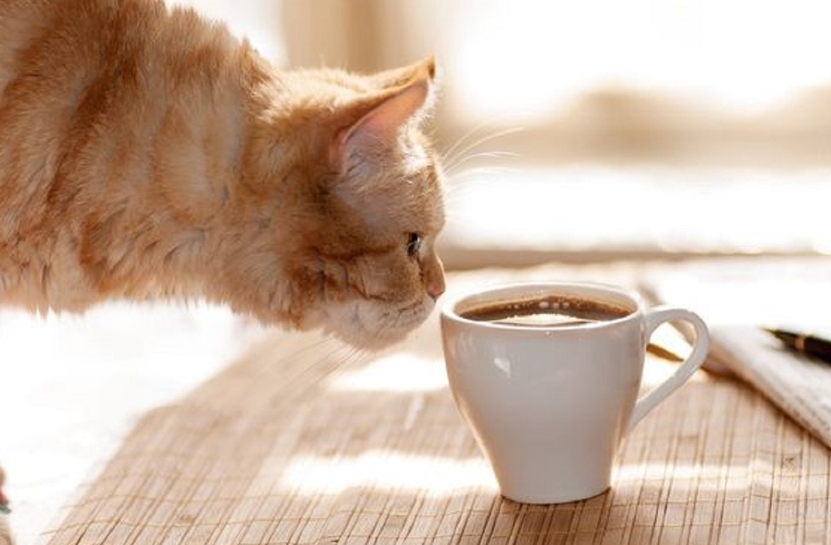 Mengenal 6 Aroma Yang Tidak Disukai Kucing, Cocok Untuk Mengusir Kucing Liar Yang Suka Buang Air Sembarangan