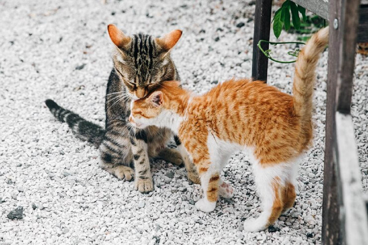 Ternyata Lebih Penurut! Ini Sifat Kucing Kampung Yang Belum Kamu Ketahui, Simak Penjelasannya 