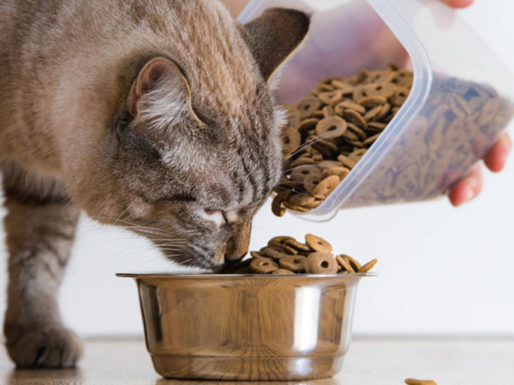 Tak Perlu Beli! Inilah 2 Resep Cara Membuat Makanan Kering untuk Kucing di Rumah, Mudah dan Disukai Anabul! 