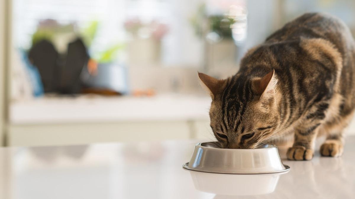 Ikuti Langkah-langkahnya! Cara Membuat Makanan Kucing, Bikin Kucing Nafsu Makan Meningkat, Inilah 3 Resepnya!