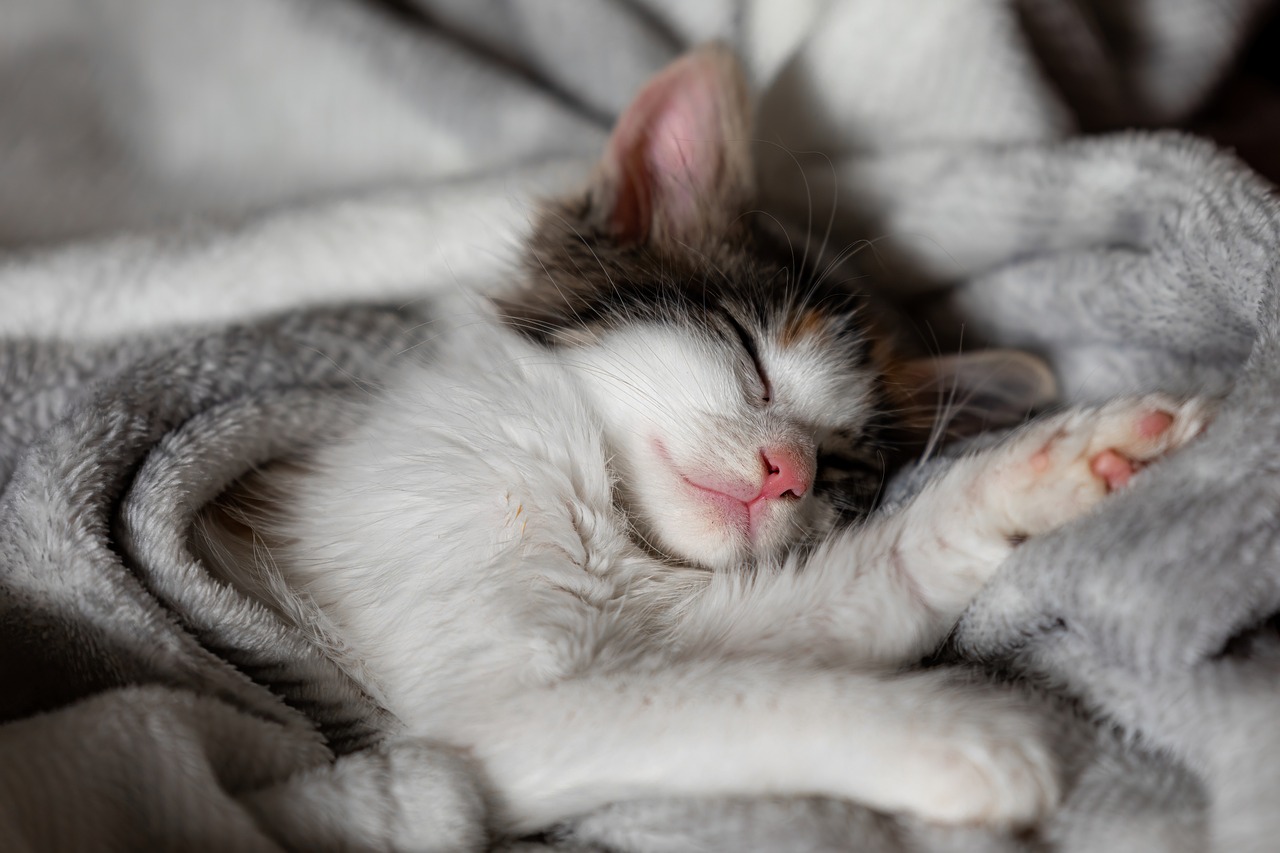 Bukan di Dalam Kandang, Ini 5 Tempat Tidur Favorit Kucing di Rumah, Salah Satunya di Pangkuan Pemiliknya 