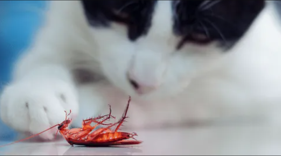 Pemilik Anabul Perlu Waspada Nih! Apakah Berbahaya Kucing Makan Kecoak? Oh Ternyata
