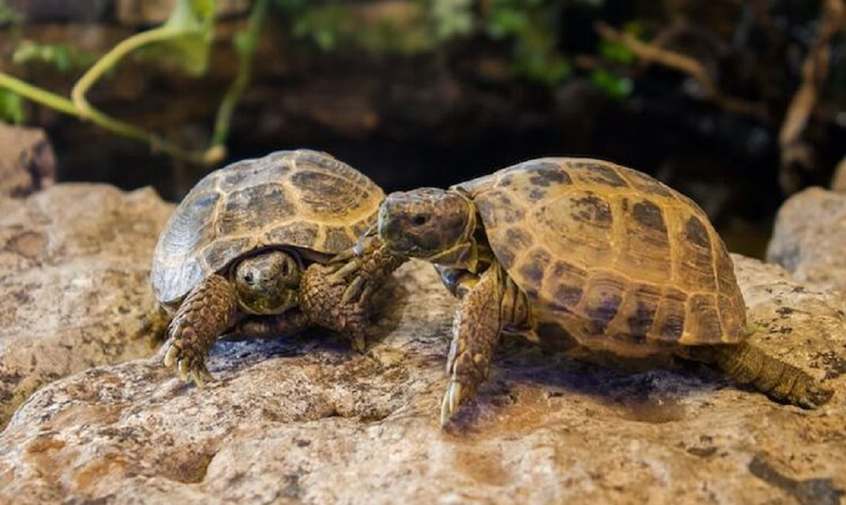 Rekomendasi Reptil yang Jinak dan Mudah Dipelihara, Dijamin Tidak Akan Menggigit!